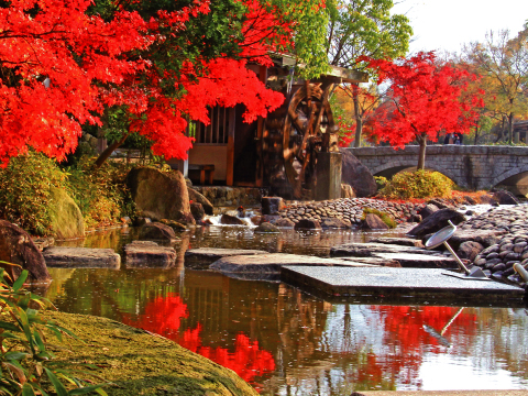 香川用水記念公園の紅葉